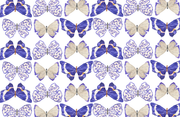 Pattern of blue and white butterflies on a TAYLOR GRAY brand tray insert on a white background