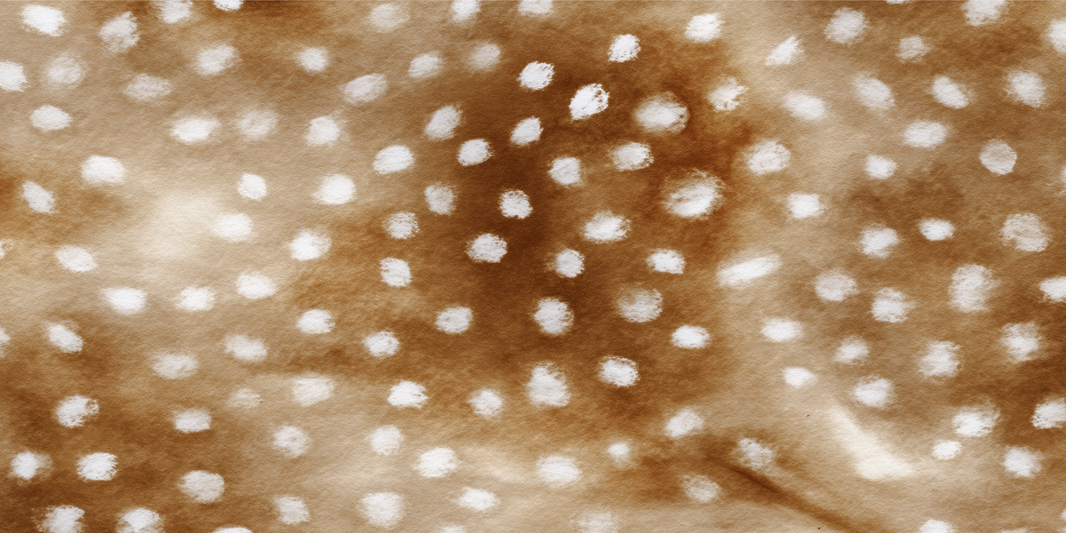 Close-up of fawn brown and white spotted pattern