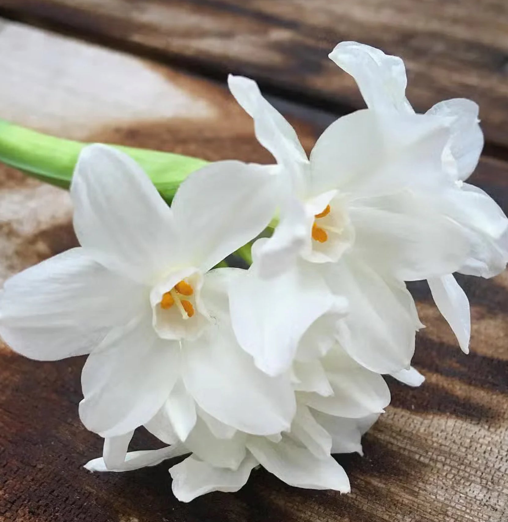 Two white flowers on a wooden surface