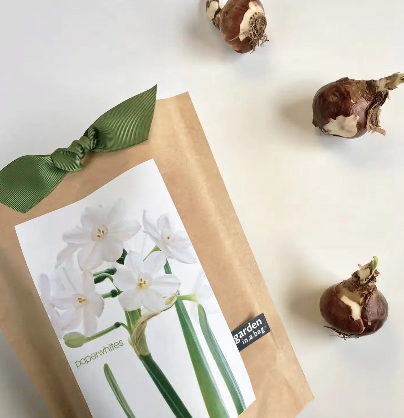 Gift box with paperwhites packaging and flower bulbs on a white background