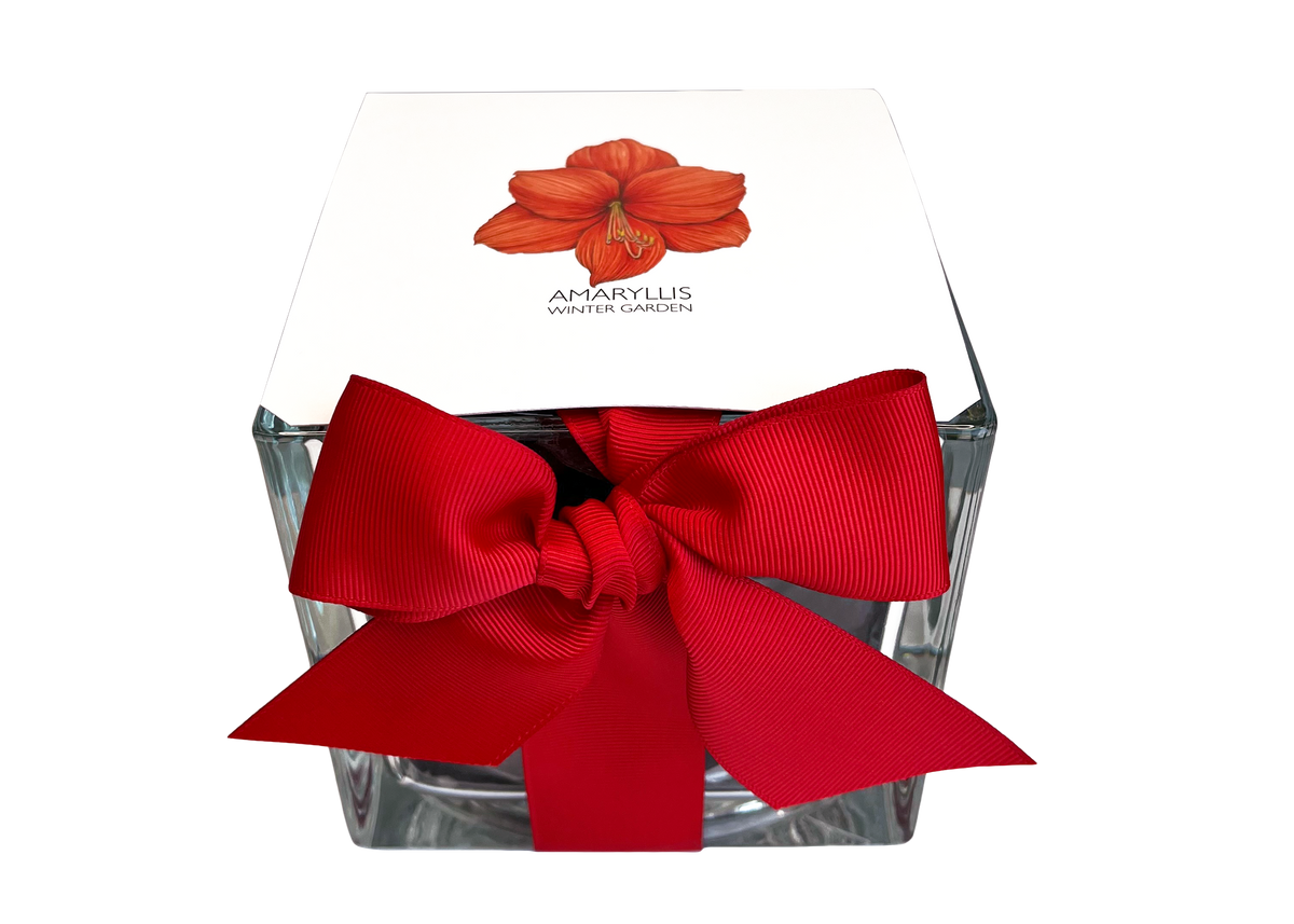 Seasonal - Amaryllis Winter Garden