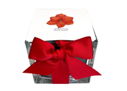 Clear glass vase with a red bow and Amaryllis flower illustration on a white background