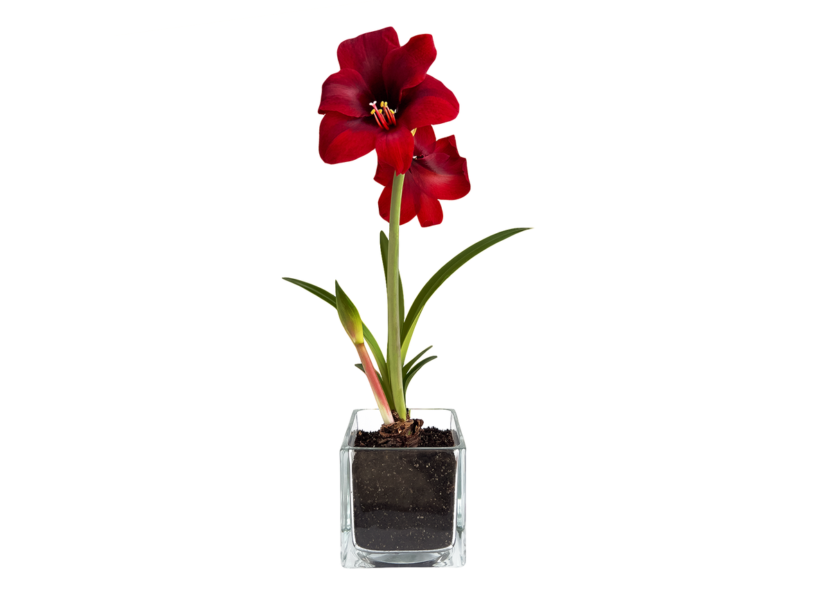 Seasonal - Amaryllis Winter Garden