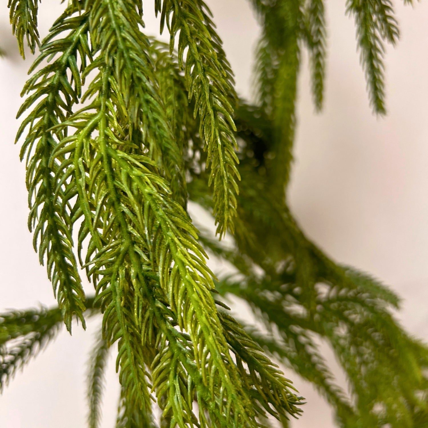 Close-up of a green plant with a blurred background