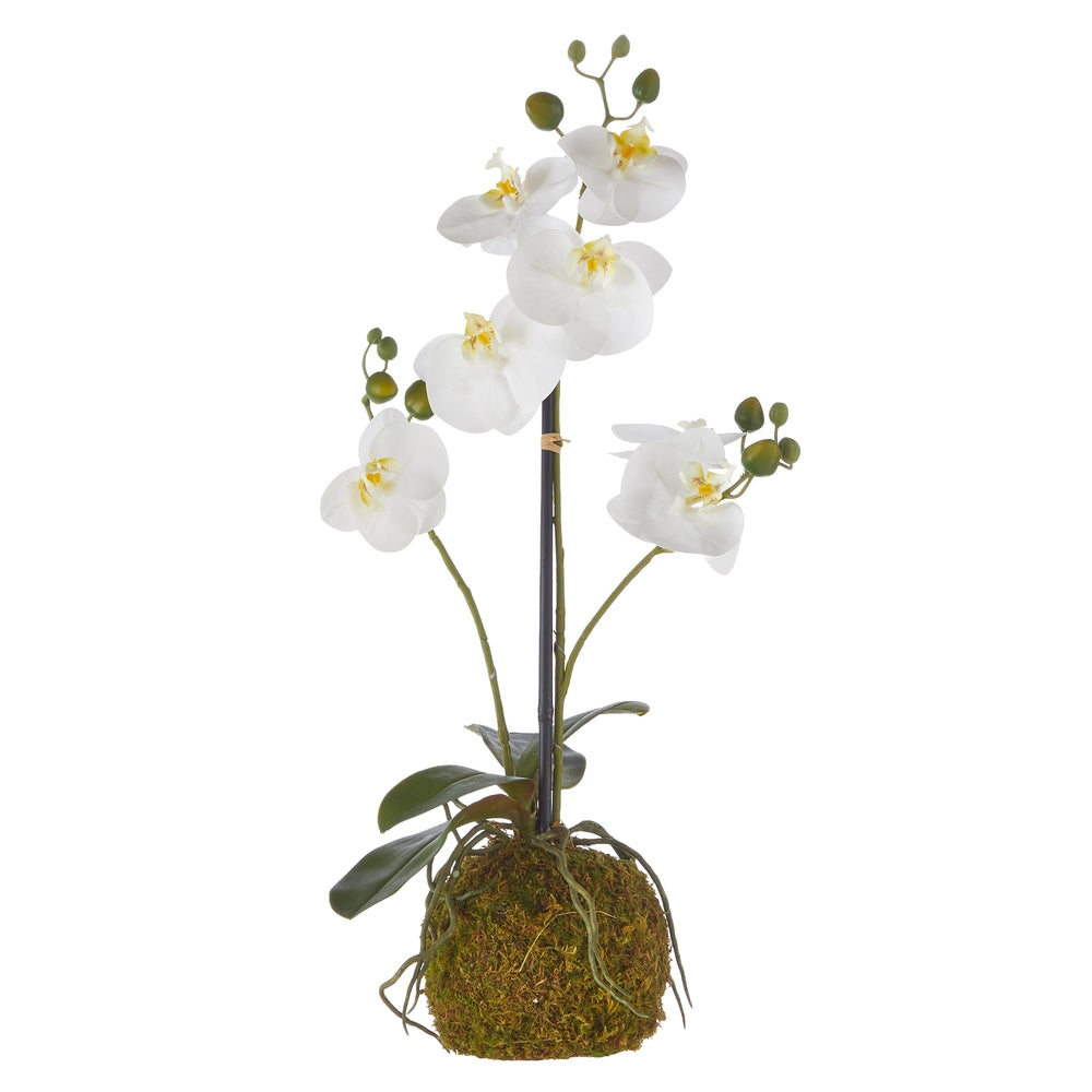 Home Decor - Faux White Orchid with Moss Ball - 23.75”