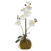 Home Decor - Faux White Orchid with Moss Ball - 23.75”