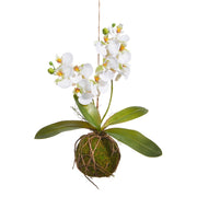 Home Decor - Faux White Orchid with Moss Ball - 15”