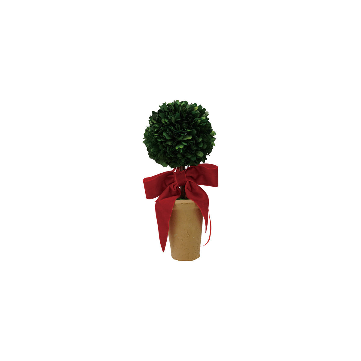 Boxwood Topiary in Terra-Cotta Pot with Red Velvet Bow