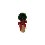 Boxwood Topiary in Terra-Cotta Pot with Red Velvet Bow