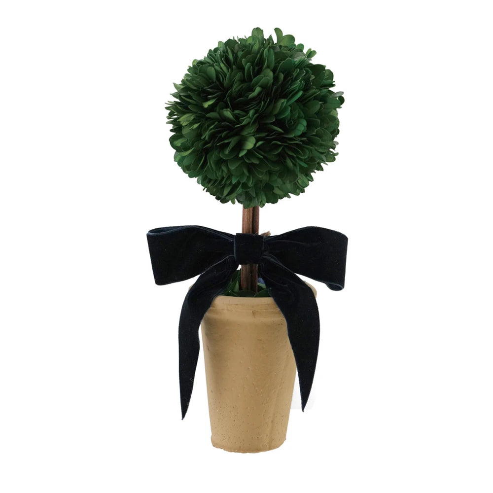 Dried Boxwood Tree in Terra-cotta Pot w/Navy Velvet Bow