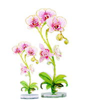 Home - Acrylic Flower - Moon Orchid - Large