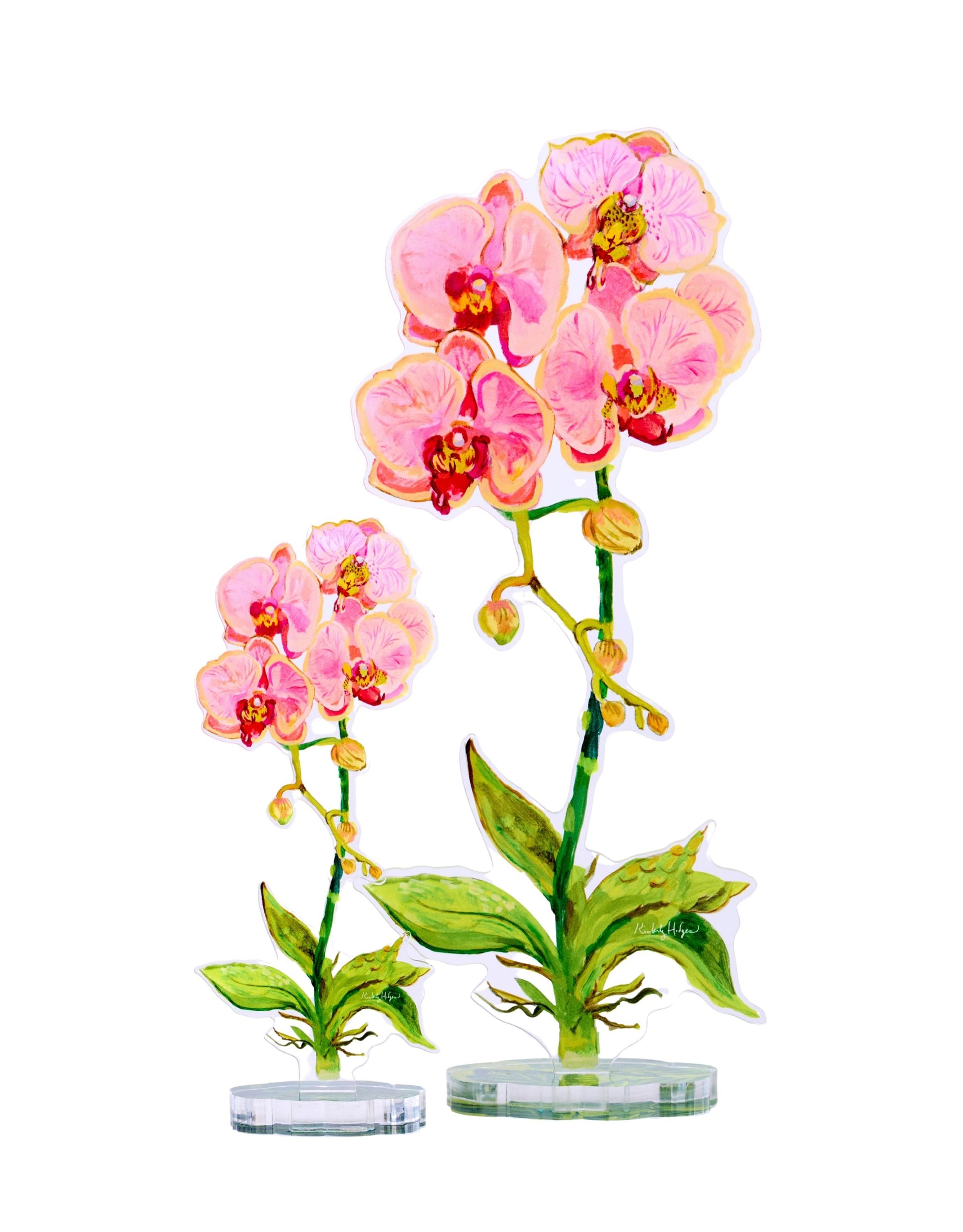 Pink orchids in clear vases on a white background