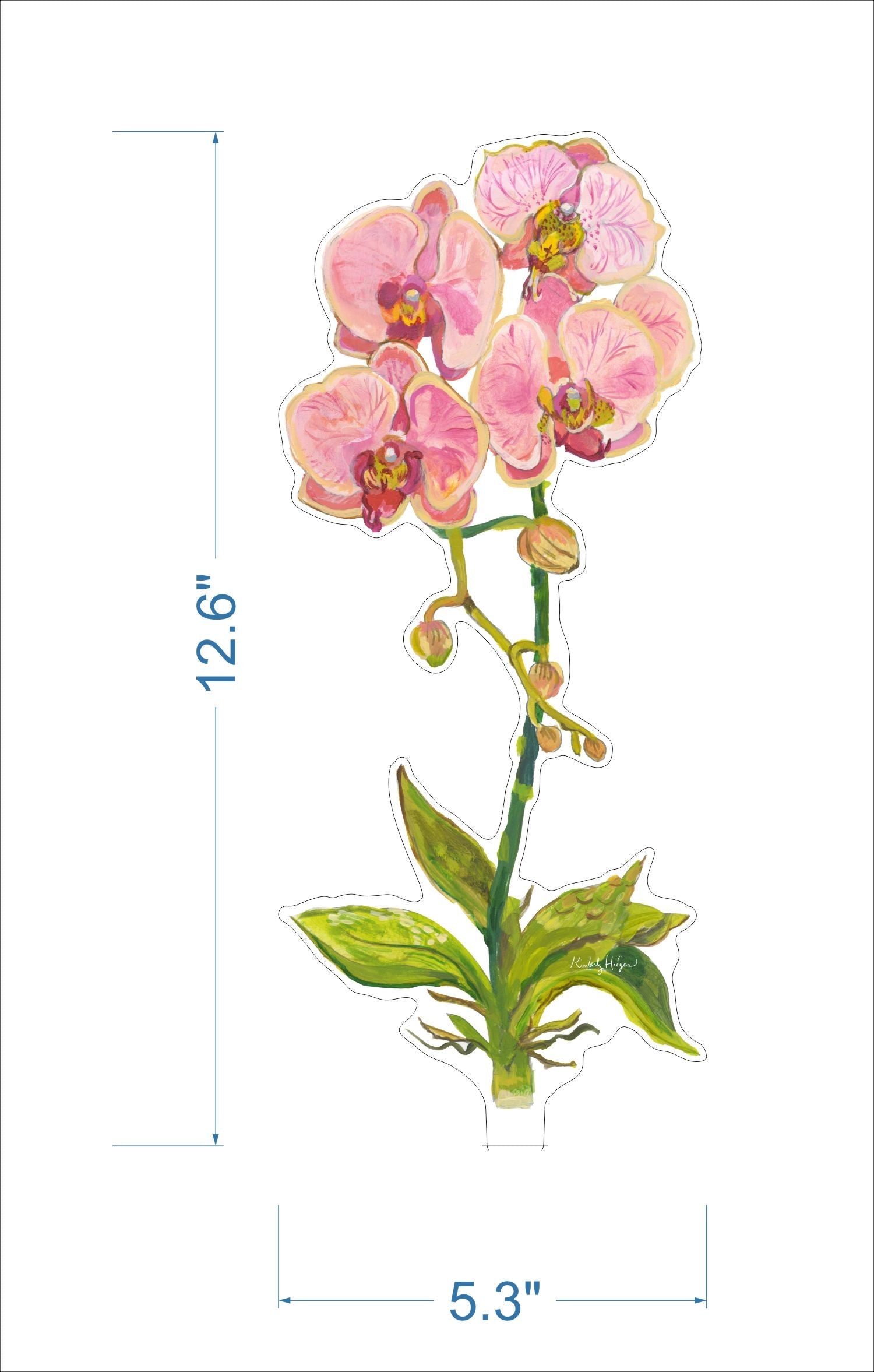 Illustration of a pink orchid with dimensions on a white background