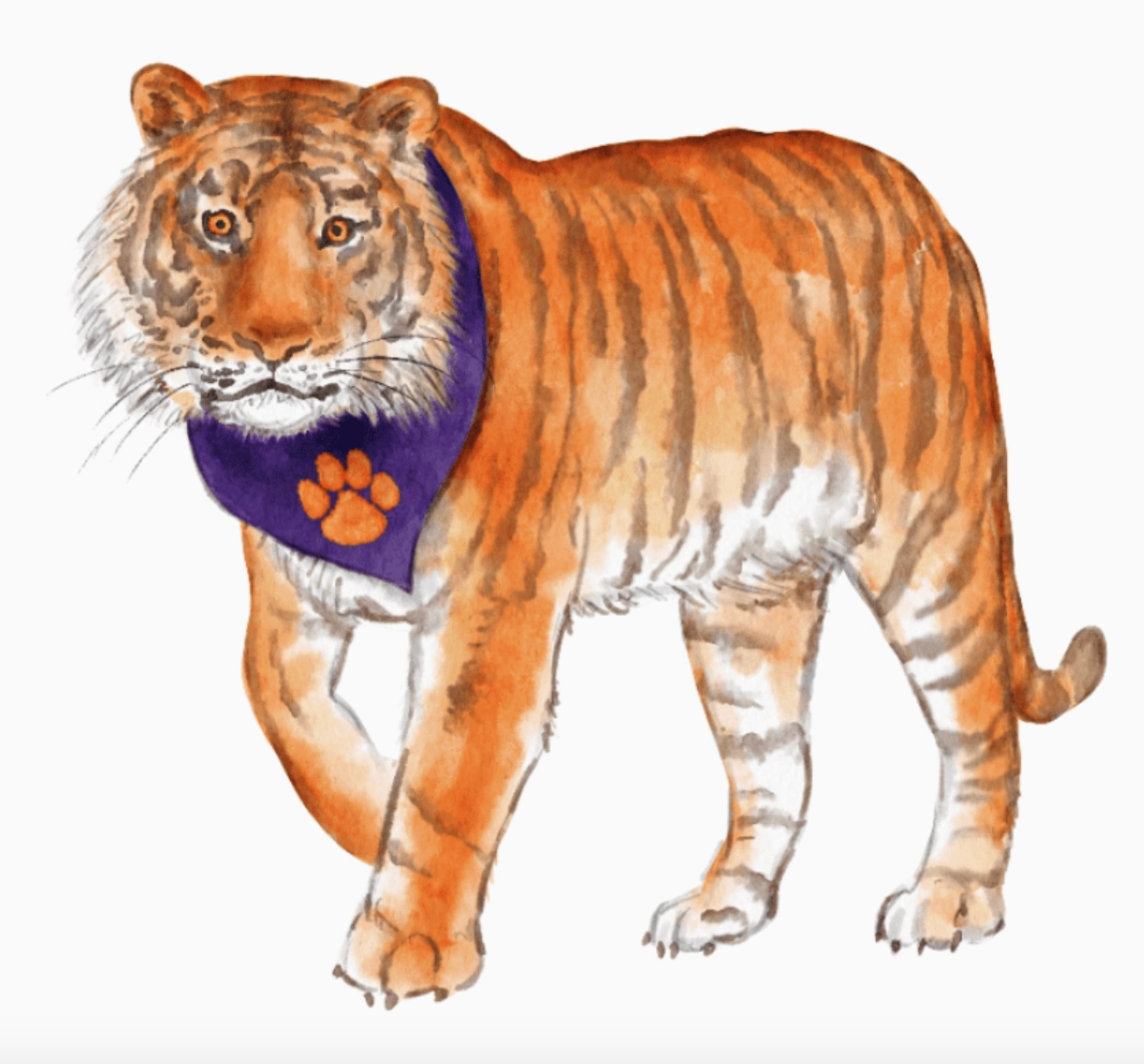 Illustration of a tiger wearing a purple bandana with a paw print on a white background