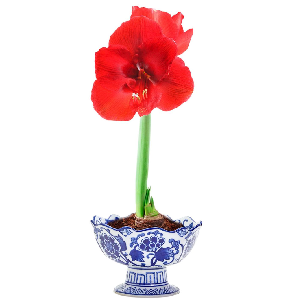 Red flower in a Two's Company chinoisserie scalloped, blue and white footed bowl with a red stemmed flower on a white background