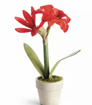 A Napa Home and garden Brand potted red amaryllis flower with two blooms and green leaves in a small textured light beige pot, photographed against a clean white background.
