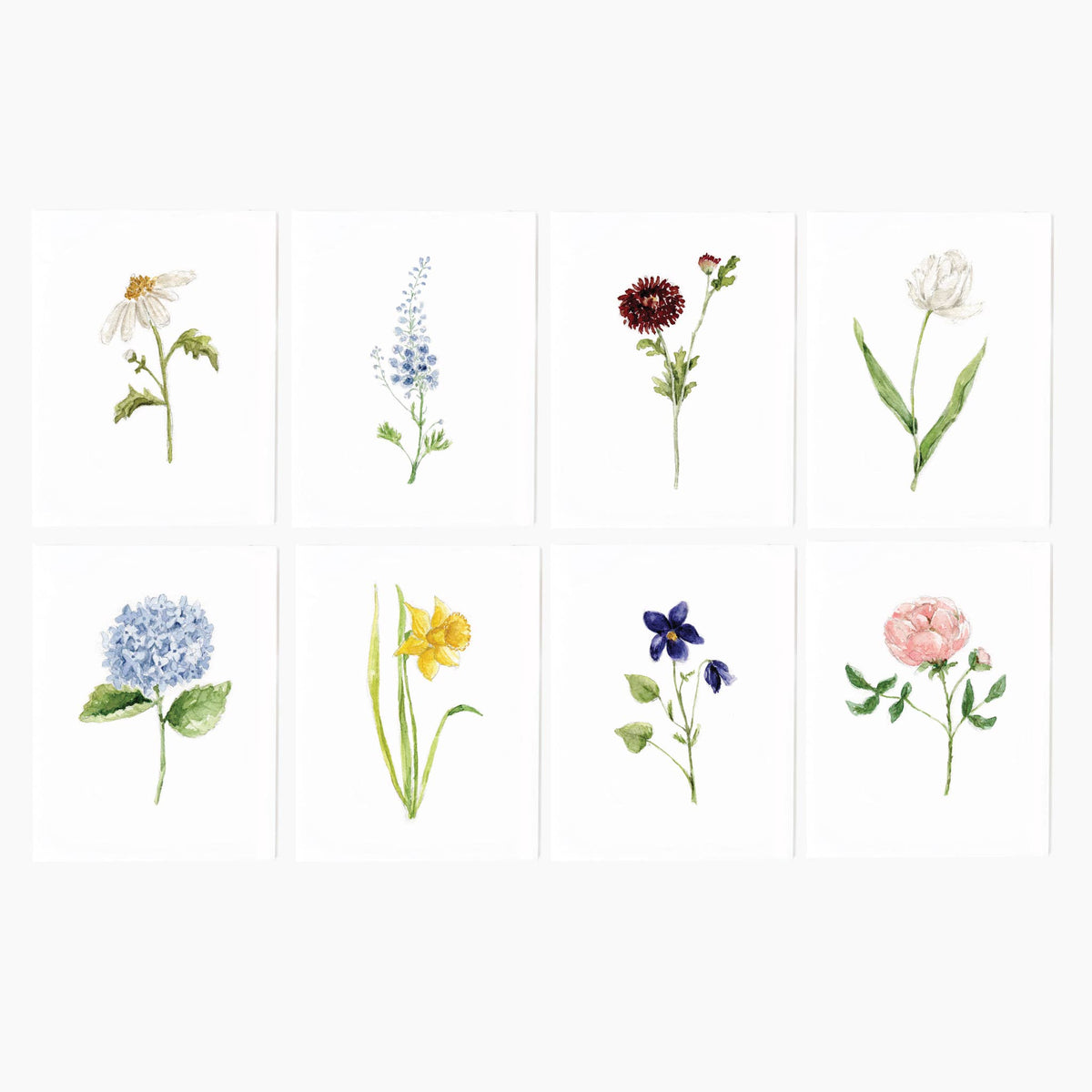 Illustrations of various flowers on a white background